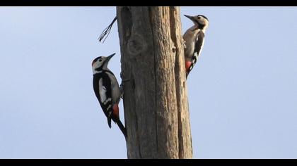 Syrian Woodpecker