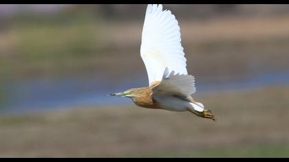 Squacco Heron