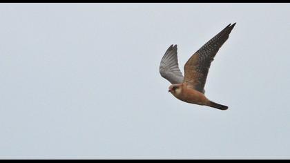 Red-footed Falcon
