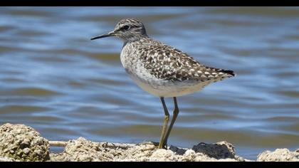 Wood Sandpiper