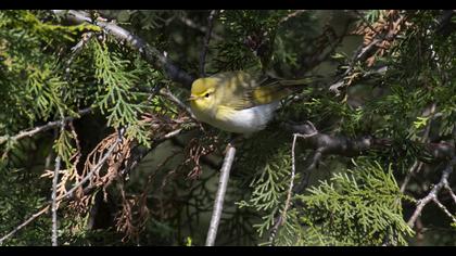 Wood Warbler