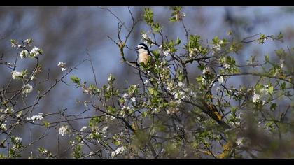 Masked Shrike