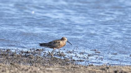 Curlew Sandpiper