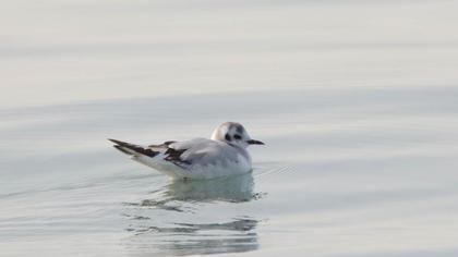 Little Gull