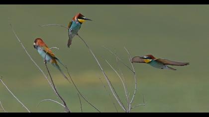 European Bee-eater