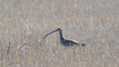 Eurasian Curlew