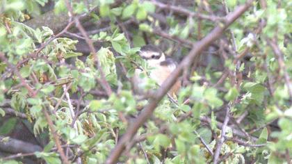 Masked Shrike