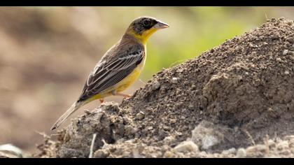 Black-headed Bunting