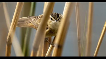 Sedge Warbler