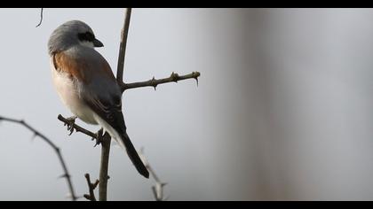 Red-backed Shrike