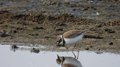Halkalı küçük cılıbıt