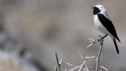 Black-eared Wheatear
