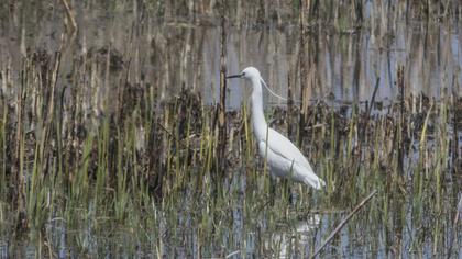 Little Egret