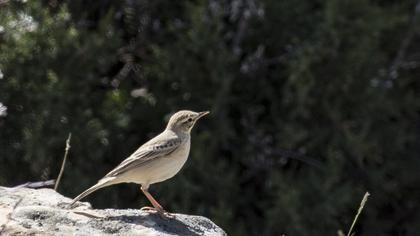 Tawny Pipit