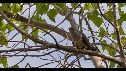 Common Cuckoo