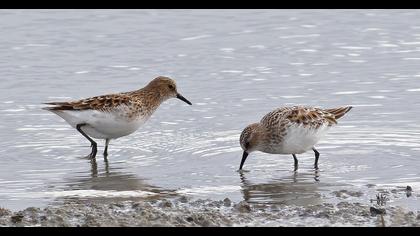 Little Stint