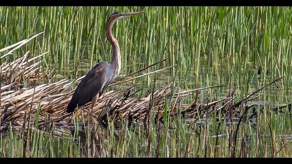 Purple Heron