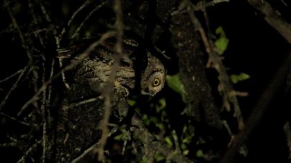 Eurasian Scops Owl