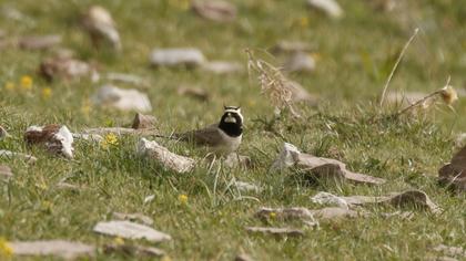 Horned Lark