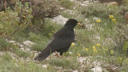 Alpine Chough
