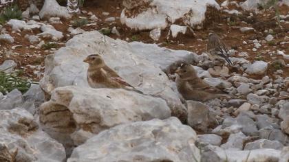 Eurasian Crimson-winged Finch