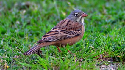 Ortolan Bunting