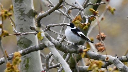 Collared Flycatcher