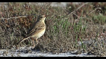 Tawny Pipit