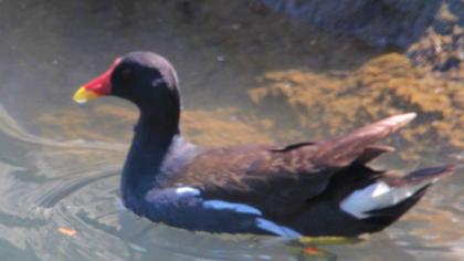 Common Moorhen