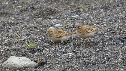 Greater Short-toed Lark