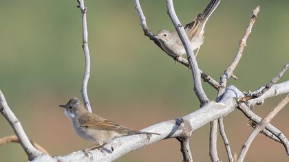 Common Whitethroat