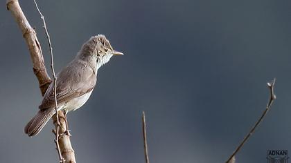 Eastern Olivaceous Warbler