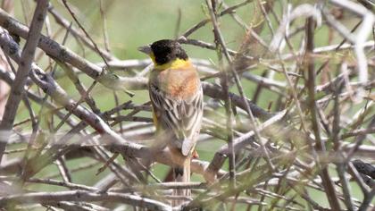 Black-headed Bunting