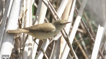 Willow Warbler