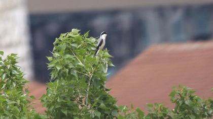 Lesser Grey Shrike