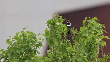 Kızılbaşlı örümcekkuşu