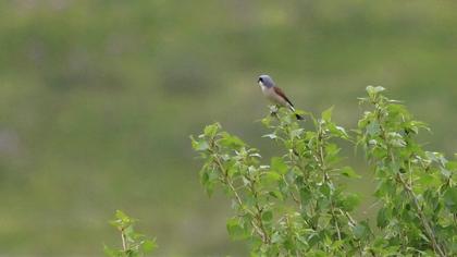 Red-backed Shrike