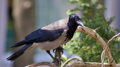 Hooded Crow