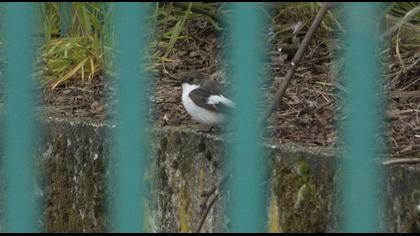Semicollared Flycatcher