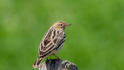 Red-throated Pipit