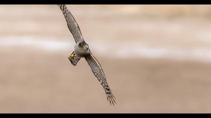 Eurasian Sparrowhawk