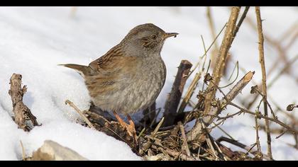 Dunnock