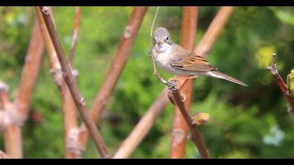 Common Whitethroat