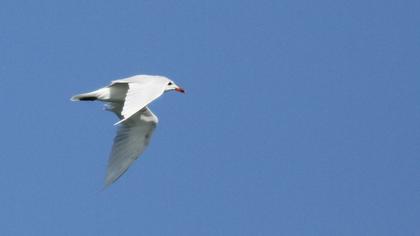 Audouin`s Gull