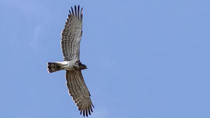 Short-toed Snake Eagle