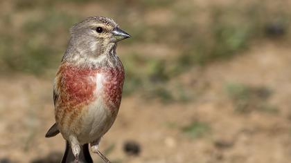 Common Linnet