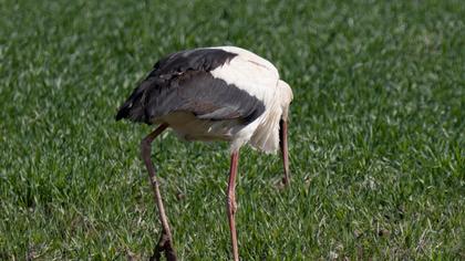 White Stork