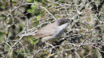 Eastern Orphean Warbler