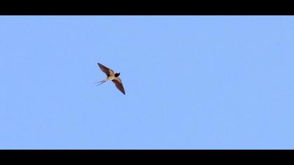 Barn Swallow
