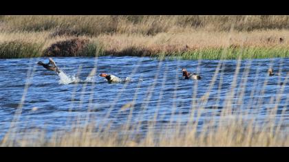 Common Pochard